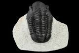 Bargain, Gerastos Trilobite Fossil - Morocco #117794-1